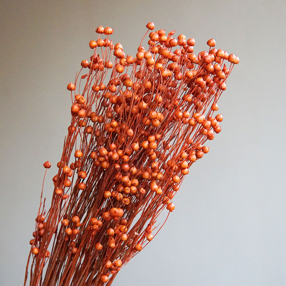 35g/Preserved Ormosia Hosiei N - Dried Flower Bouquet reseña y precio