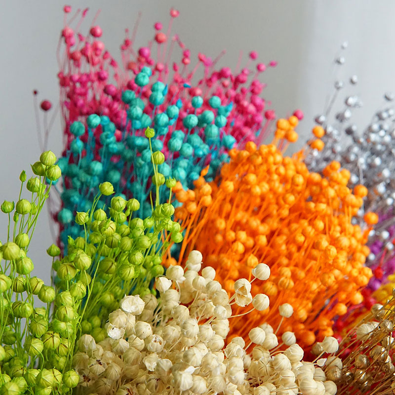 35g/Preserved Ormosia Hosiei N - Dried Flower Bouquet reseña y precio