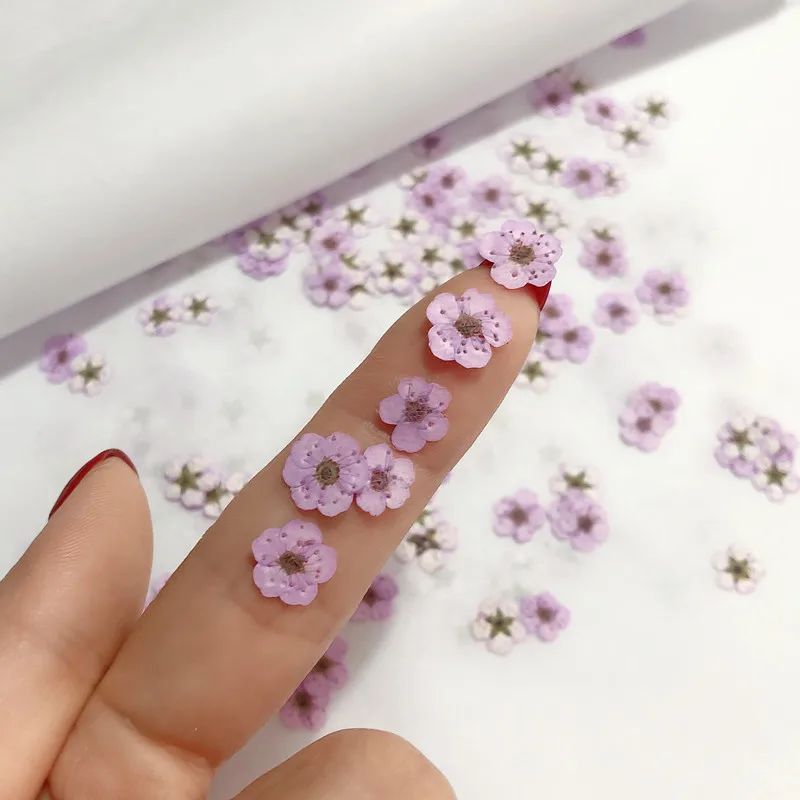 Pressed mini Narcissus Dried F - Dried Flower Bouquet reseña y precio