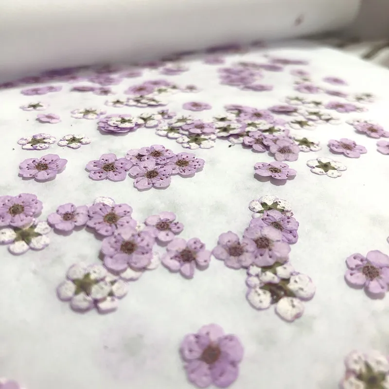 Pressed mini Narcissus Dried F - Dried Flower Bouquet reseña y precio