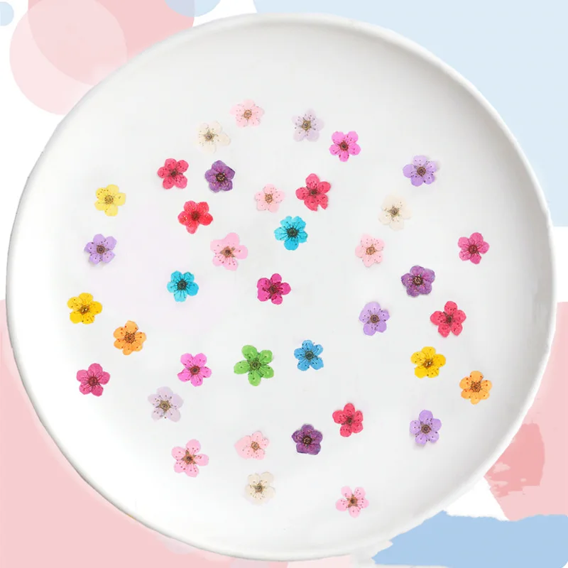 Pressed mini Narcissus Dried F - Dried Flower Bouquet reseña y precio