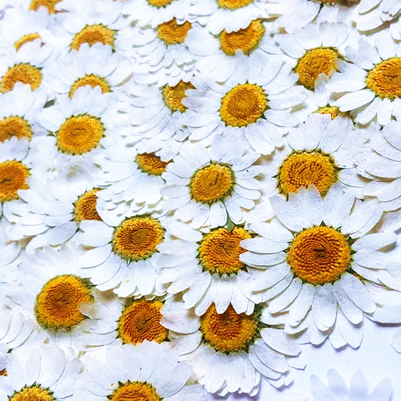 100Pcs Natural White Crystal C - Dried Flower Bouquet reseña y precio