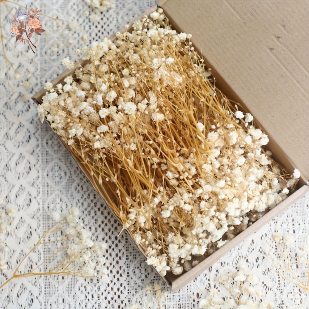 100pcs Mini Dried Baby's Breat - Dried Flower Bouquet reseña y precio