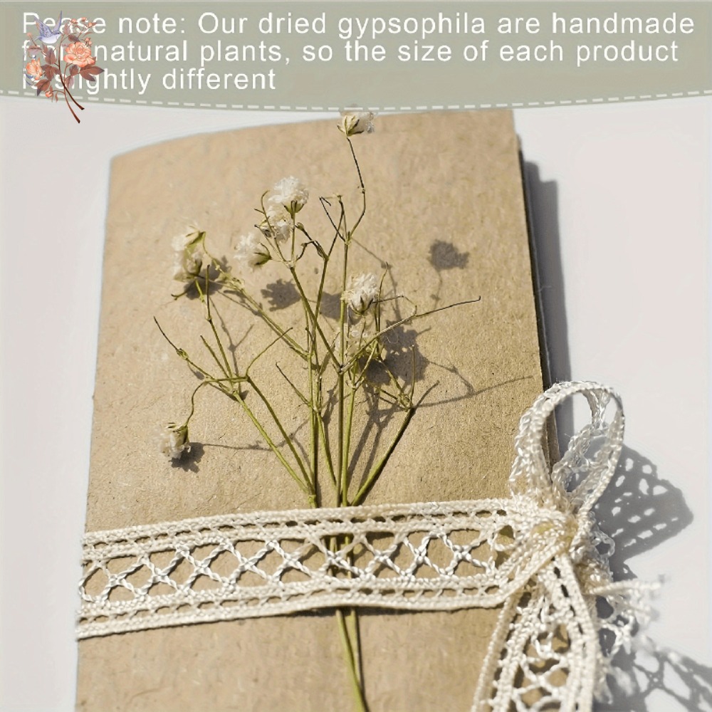 100pcs Mini Dried Baby's Breat - Dried Flower Bouquet reseña y precio